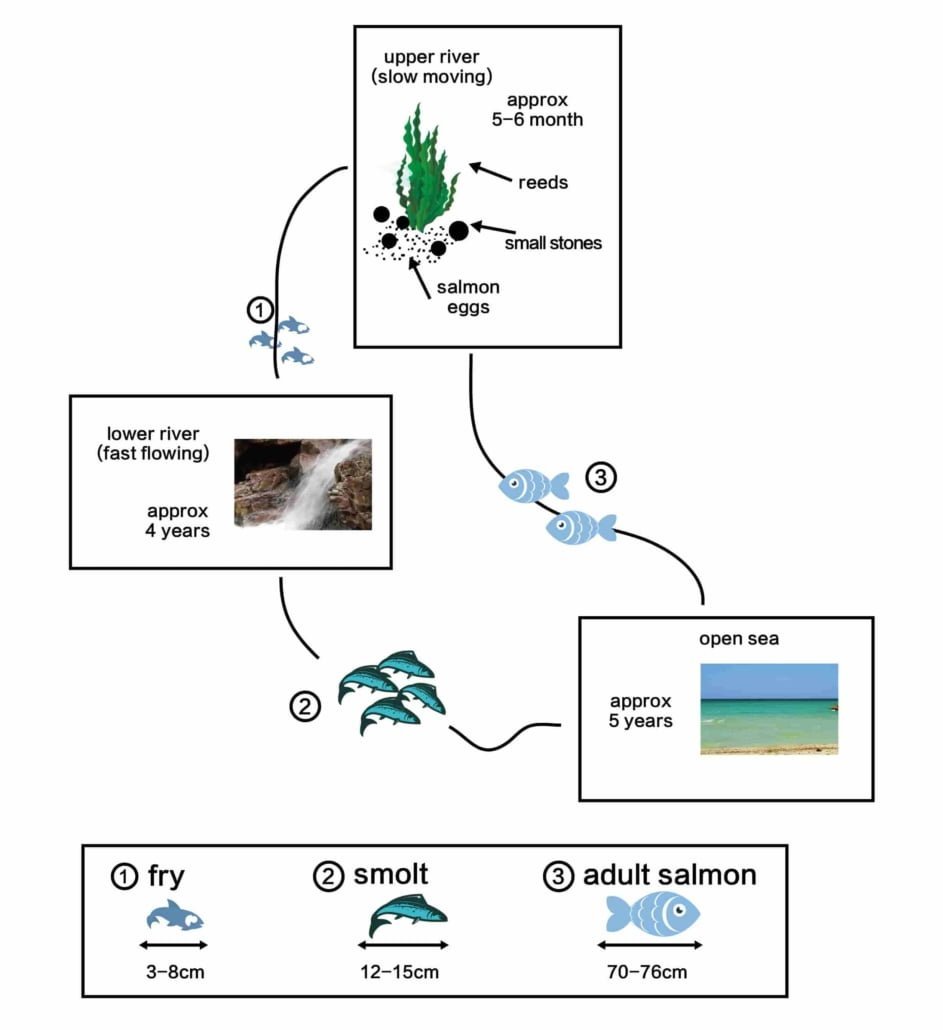 IELTS SIMULATOR FREE GENERAL TRAINING ONLINE WRITING – the life cycle of a species of large fish called the salmon S17AT1 IELTS SIMULATION