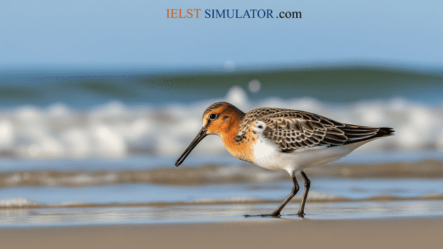 IELTS SIMULATOR ONLINE IELTS READING EASY DEMO - Efforts to save a special bird – the spoon-billed sandpiper S10GT5 FREE COMPUTER DELIVERED ONLINE IELTS SIMULATION Best BAND7 IELTS Dehradun IELTS online simulator IELTS BAND 7 Coaching Classes