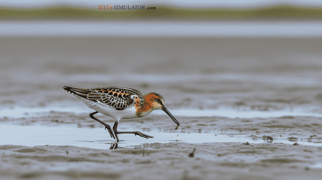 IELTS SIMULATOR FREE GENERAL TRAINING ONLINE READING – Efforts to save a special bird – the spoon-billed sandpiper S12GT5 IELTS SIMULATION